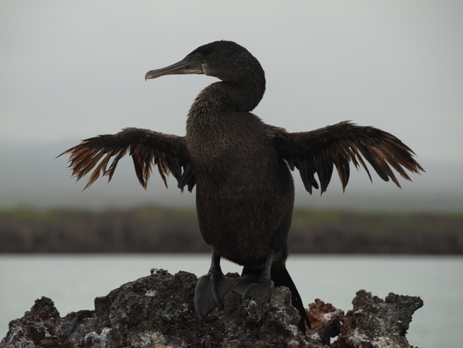 ../../Pictures/050210/063 flugunfaehiger Kormoran.JPG